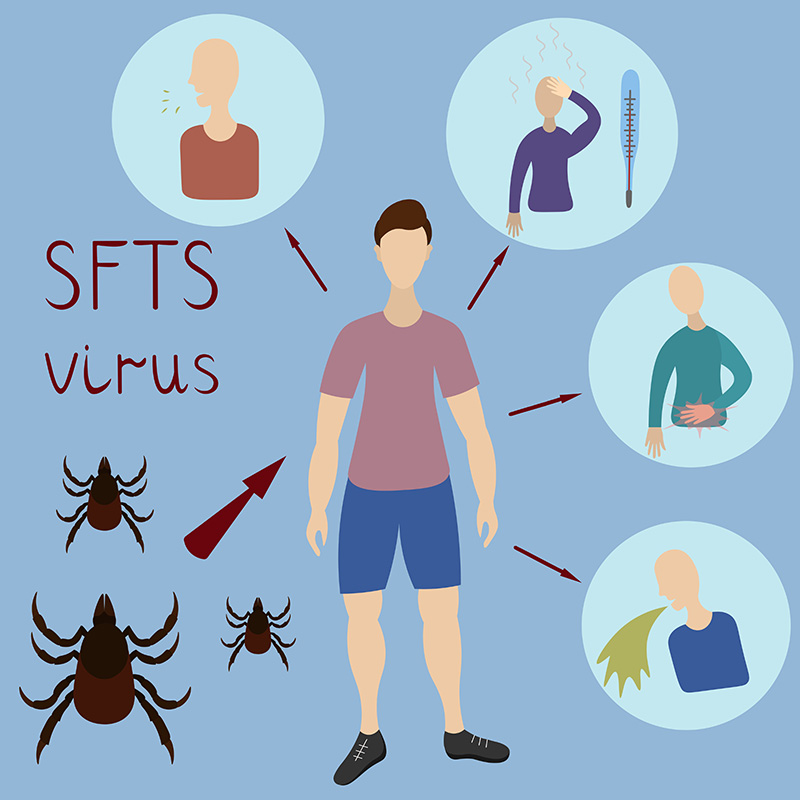 ไวรัสเห็บ (SFTS)